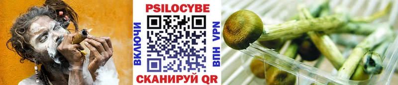 сколько стоит  Северск  Галлюциногенные грибы Psilocybe 